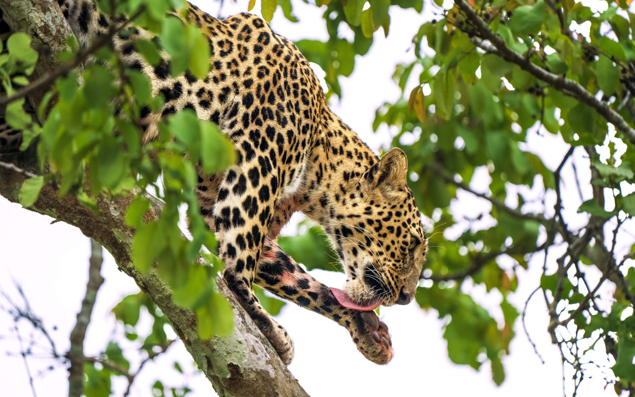 _DSC0994 copy 2.jpg 3