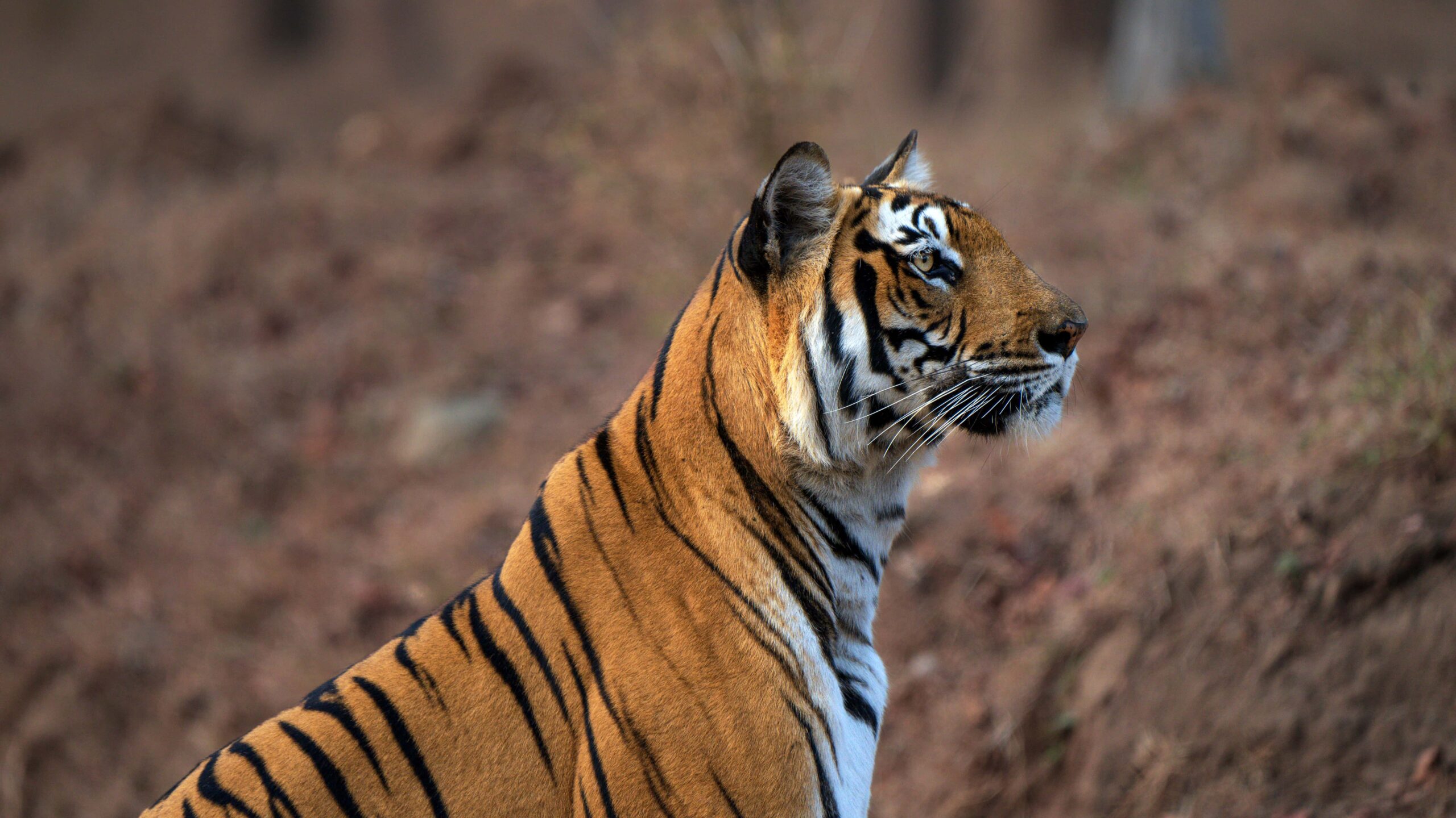 _DSC1772 copy 2.jpg 1