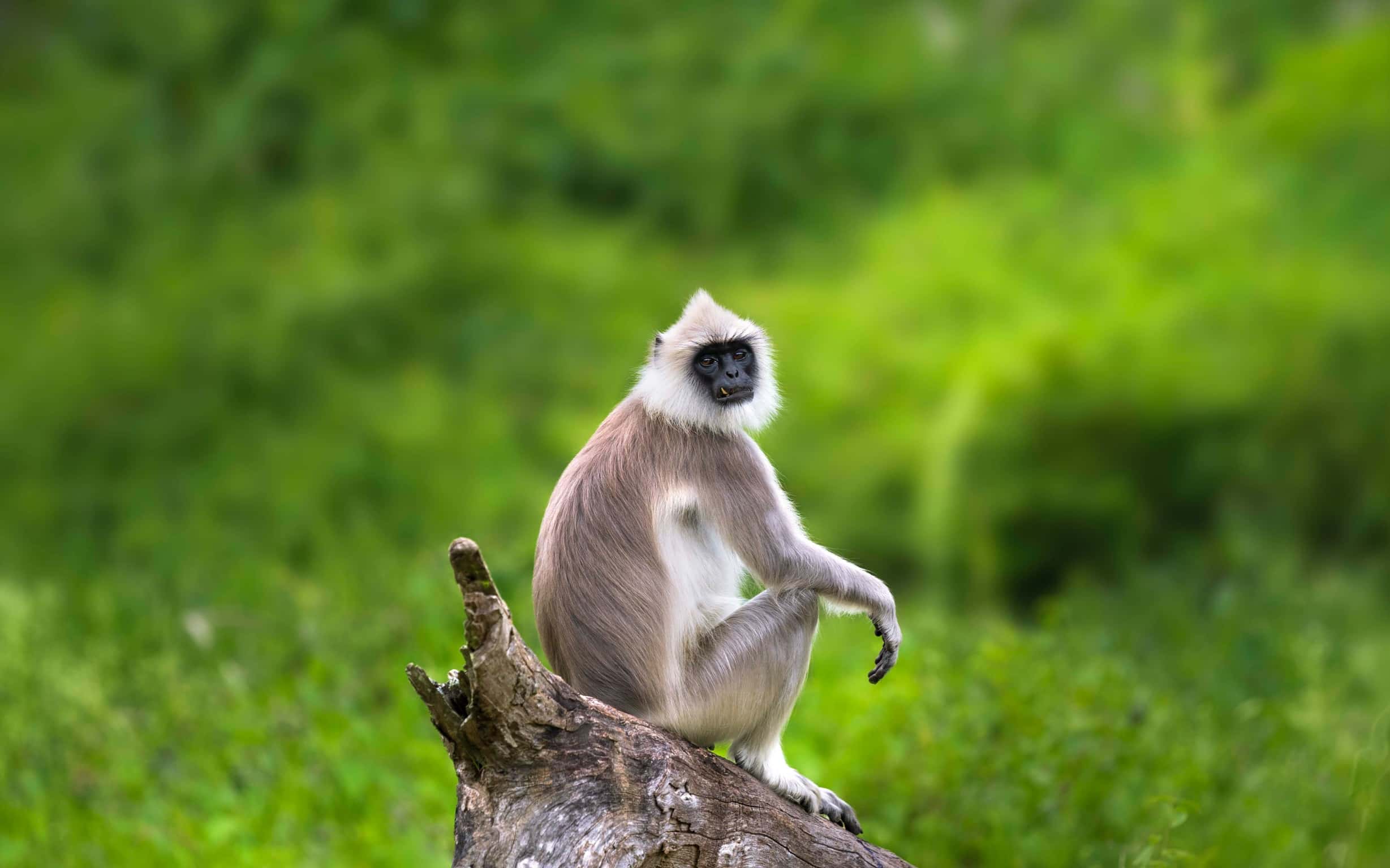 langur_DSC2810